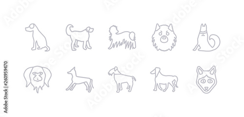 Fototapeta Naklejka Na Ścianę i Meble -  simple gray 10 vector icons set such as irish setter dog, irish terrier dog, italian greyhound dog, japanese chin jindo keeshond komondor editable vector icon pack