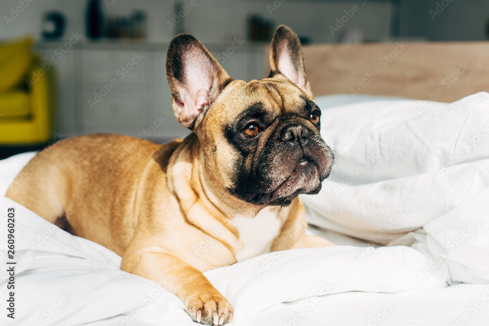 adorable french bulldog lying on white bedding in modern bedroom
