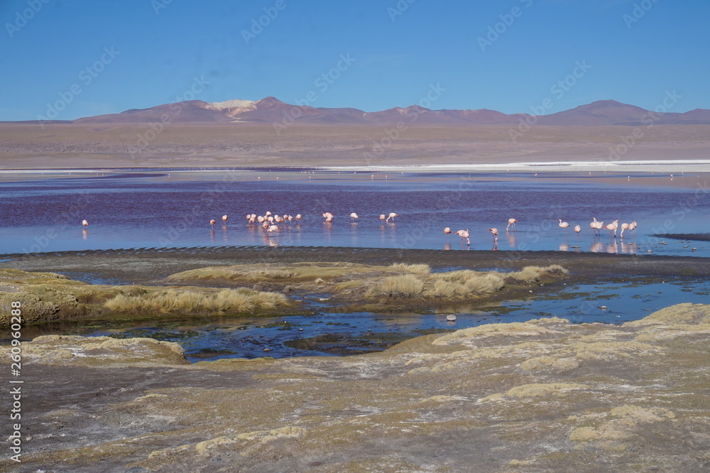 Laguna Colorada - Sud Lipez - Bolivia