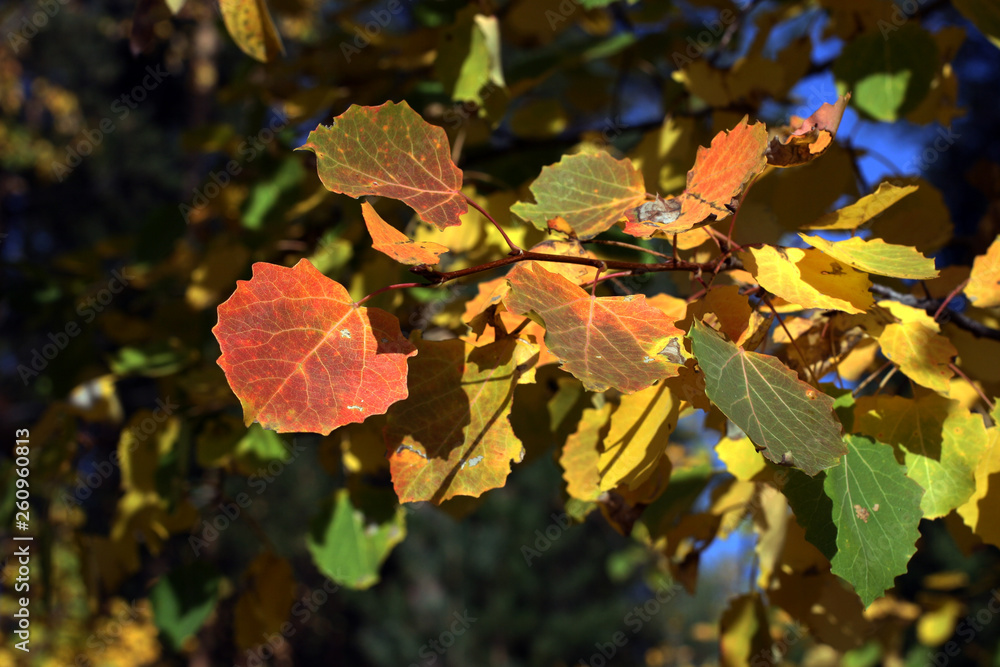 Fototapeta premium Multicolored autumn leaves background