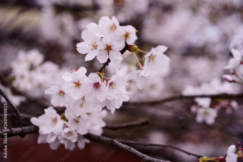 Cherry blossom macro close up 