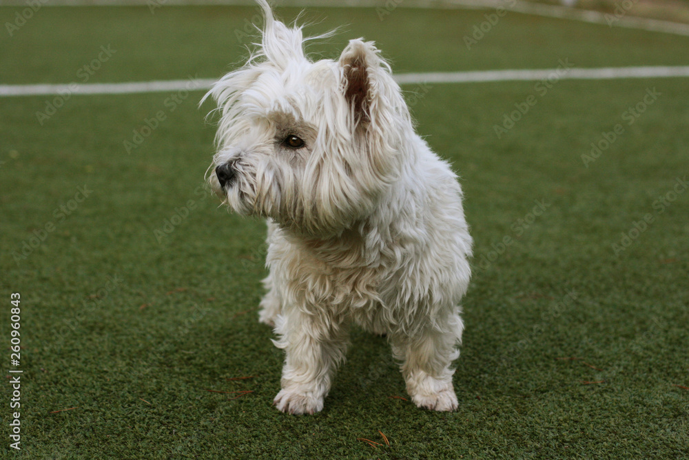 Westie, Westy Dog standing in grass Westie, Westy Dog standing in grass