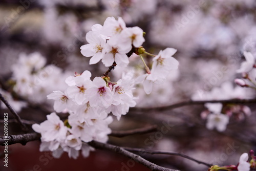 Cherry blossom macro close up 