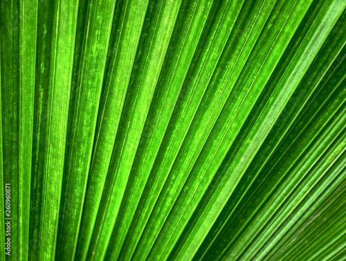 Full Frame Background of Green Palm Leaf Texture with Selective Focus