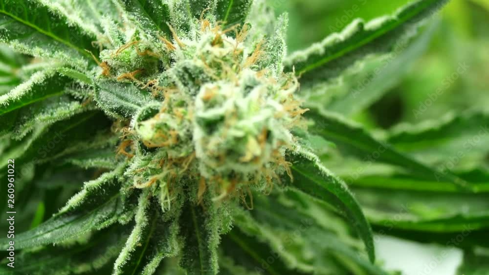 Cannabis, Marijuana, Hanf, Weed, Blüten Nahaufnahme Cannabis, Marijuana, Hanf, Weed, Blüten Nahaufnahme