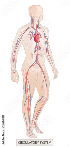 Human system. Human body parts. Man anatomy. Hand drown vector sketch illustration isolated