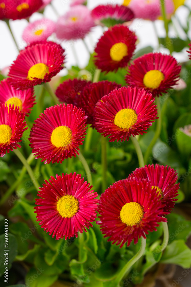Closeup of pink spring delicate small bellis daisy flower Closeup of pink spring delicate small bellis daisy flower
