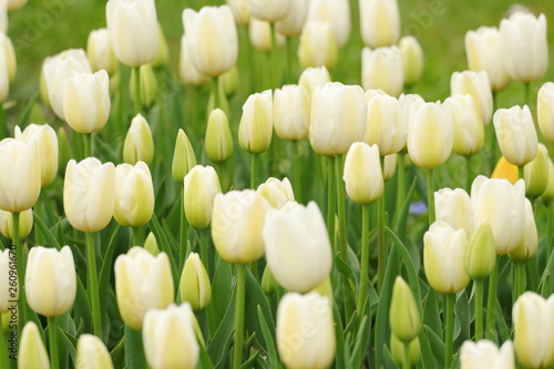 White tulips in garden