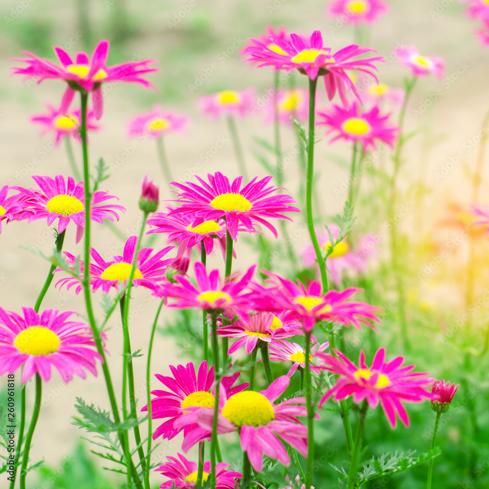 Fototapeta premium pink daisies in the garden. natural wallpaper, background for design, place for text, spring flowers