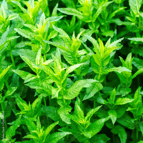 fresh green young mint in the garden, mint sprouts close-up. green bush. aromatic additive. background for design