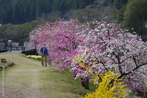しだれ花桃の里