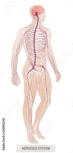 Human system. Human body parts. Man anatomy. Hand drown vector sketch illustration isolated