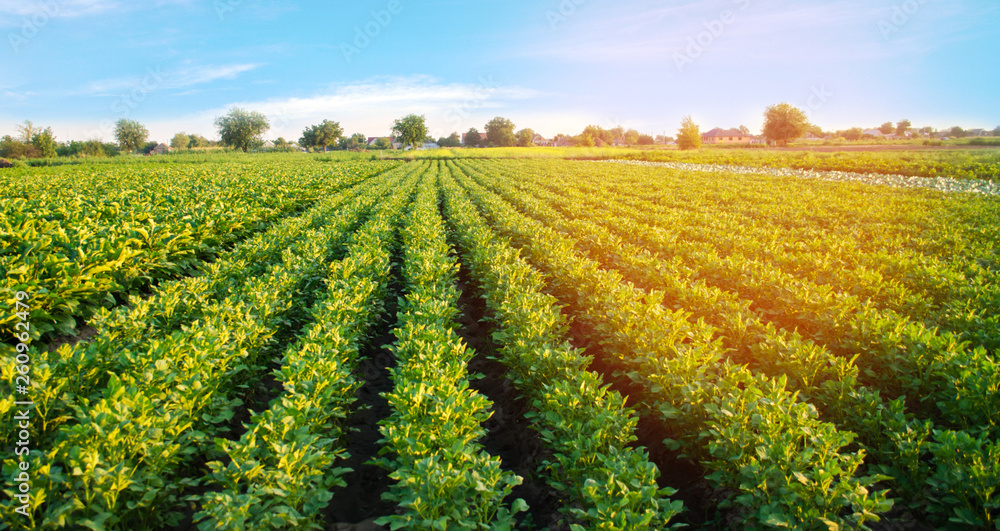 potato plantations grow in the field. vegetable rows. farming, agriculture. Landscape with agricultural land. crops