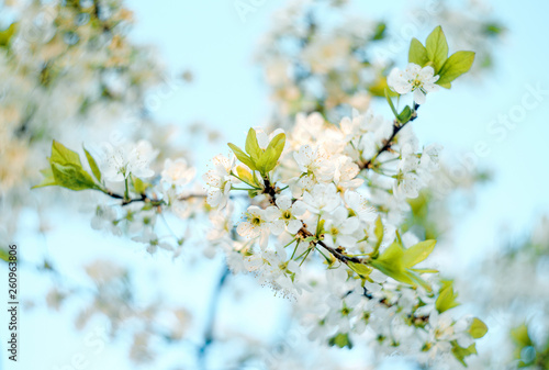 Branches of blossoming apricot macro with soft focus on blue sky background. For easter and spring greeting cards