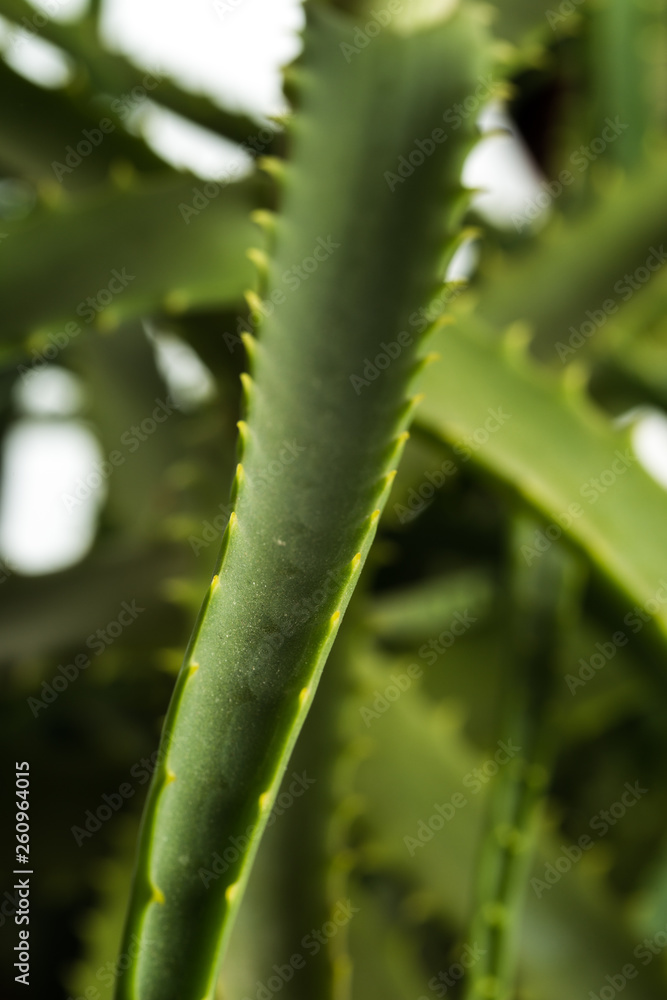 Isolated aloe vera plant with white background - Close up