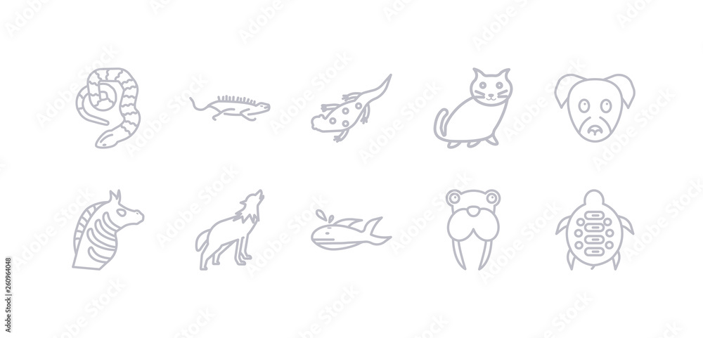 simple gray 10 vector icons set such as turtle, walrus, whale, wolf, zebra, puppy, kitten. editable vector icon pack