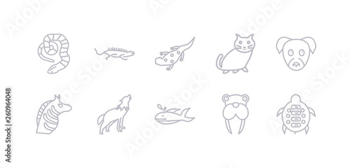 simple gray 10 vector icons set such as turtle  walrus  whale  wolf  zebra  puppy  kitten. editable vector icon pack