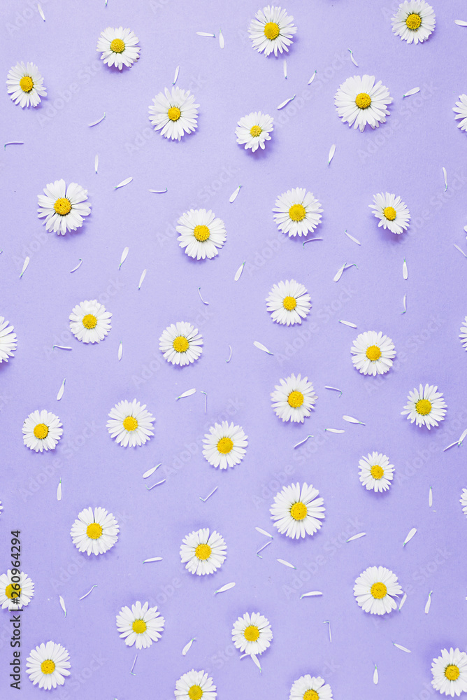 Flowers composition. Pattern made of chamomiles, petals on pastel purple background. Spring, summer concept. Flat lay, top view, copy space