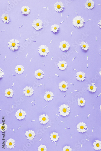 Flowers composition. Pattern made of chamomiles, petals on pastel purple background. Spring, summer concept. Flat lay, top view, copy space