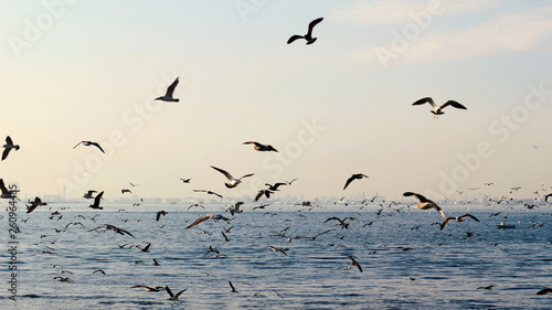 Flock of seagulls flying above the sea © Wako