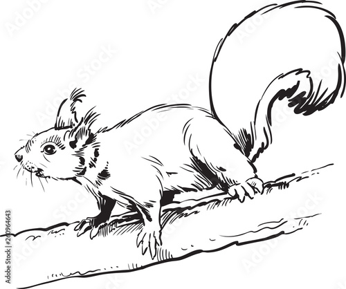 engrave squirrel illustration