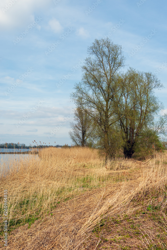Obraz premium On the bank of the wide Dutch river Amer near the village of Lage Zwaluwe, North Brabant. Spring begins, the reeds are still yellow and withered but the leaves on the trees are budding already.