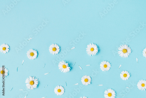 Flowers composition. Pattern made of chamomiles, petals on pastel blue background. Spring, summer concept. Flat lay, top view, copy space