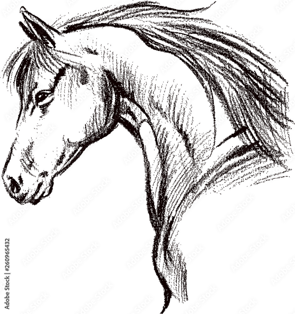 Graphical portrait horse head isolated on white background. Vector ...