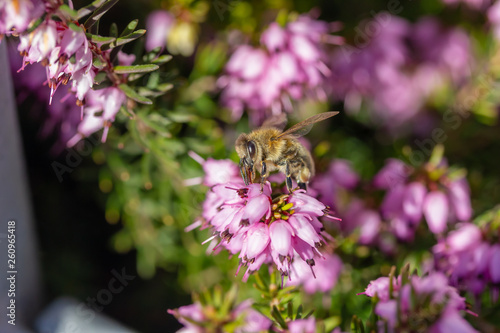 eine Biene sammelt auf einer Blume (Schneeheide) Honig photo