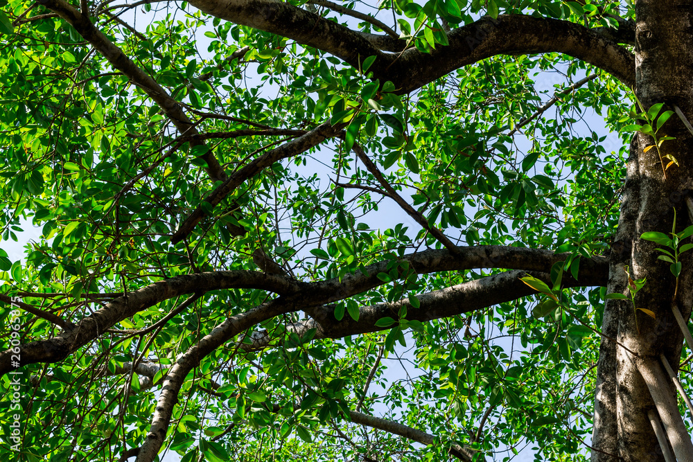 Fototapeta premium Background of nature
