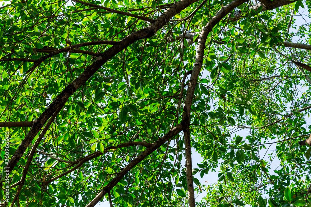 Background of nature Background of nature
