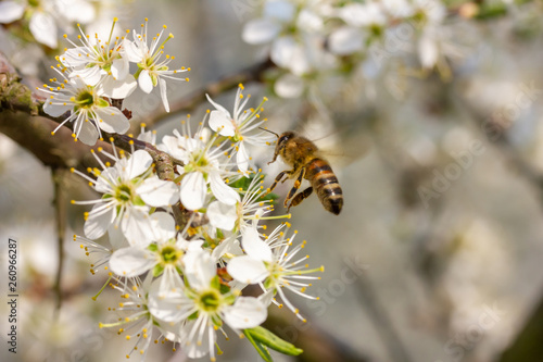 eine Honigbiene sammelt an weiße Kirschblüten Honig photo