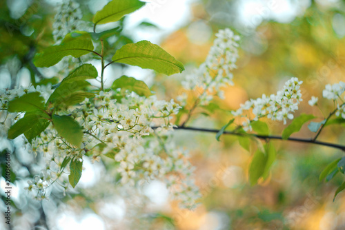 Blossoming bird-cherry. Flowers bird cherry tree. beautiful blooming branch of birdcherry on sunny spring day in garden.