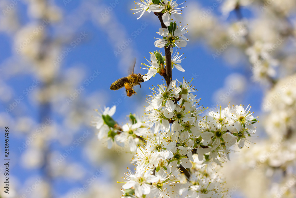 eine Honigbiene sammelt an weiße Kirschblüten Honig eine Honigbiene sammelt an weiße Kirschblüten Honig