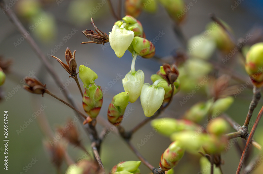 Obraz premium ドウダンツツジ