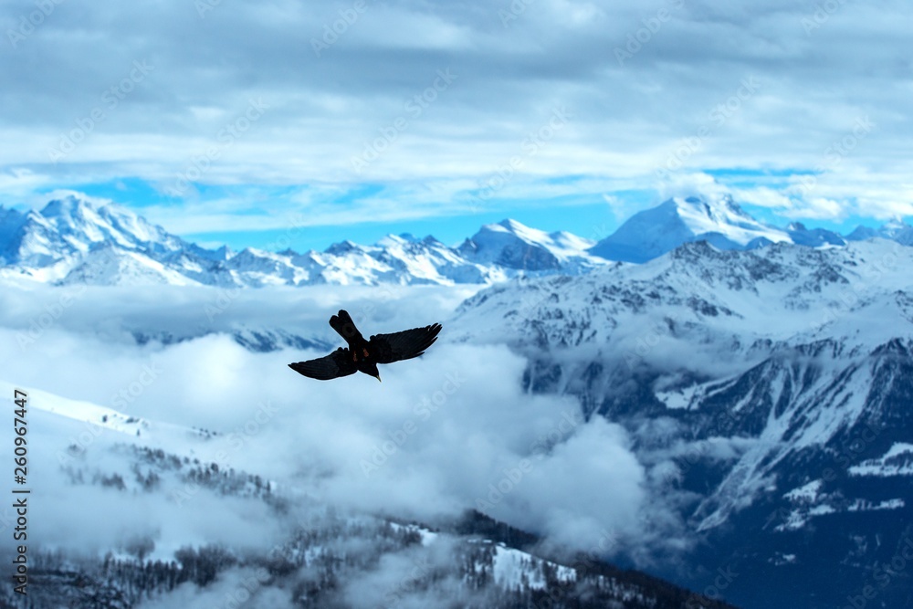 Yellow billed chough flying in front of swiss alps scenery. Winter mountains. Bird silhouette. Beautiful nature scenery in winter. Mountain covered by snow, glacier. Panoramatic view, Switzerland Yellow billed chough flying in front of swiss alps scenery. Winter mountains. Bird silhouette. Beautiful nature scenery in winter. Mountain covered by snow, glacier. Panoramatic view, Switzerland