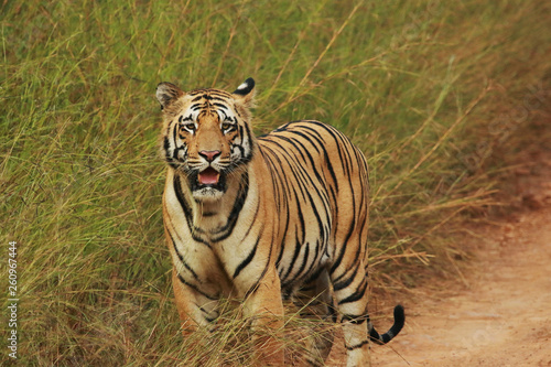 Tiger  Panthera Tigris  Tadoba National Park  Maharashtra  India.