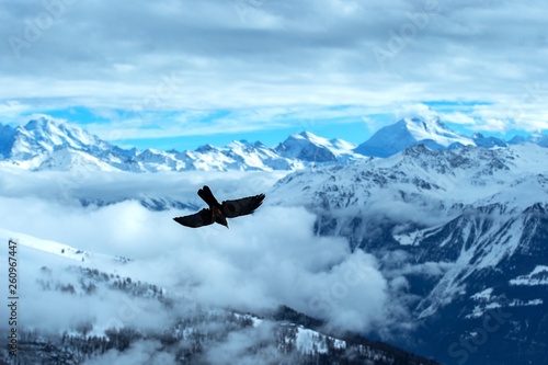 Yellow billed chough flying in front of swiss alps scenery. Winter mountains. Bird silhouette. Beautiful nature scenery in winter. Mountain covered by snow, glacier. Panoramatic view, Switzerland