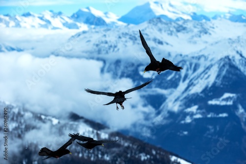 Yellow billed chough flying in front of swiss alps scenery. Winter mountains. Bird silhouette. Beautiful nature scenery in winter. Mountain covered by snow  glacier. Panoramatic view  Switzerland