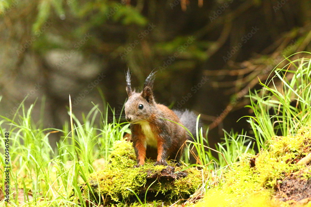 Obraz premium Eichhörnchen