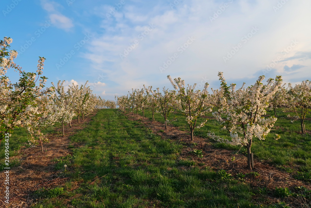 Spring cherry blossom