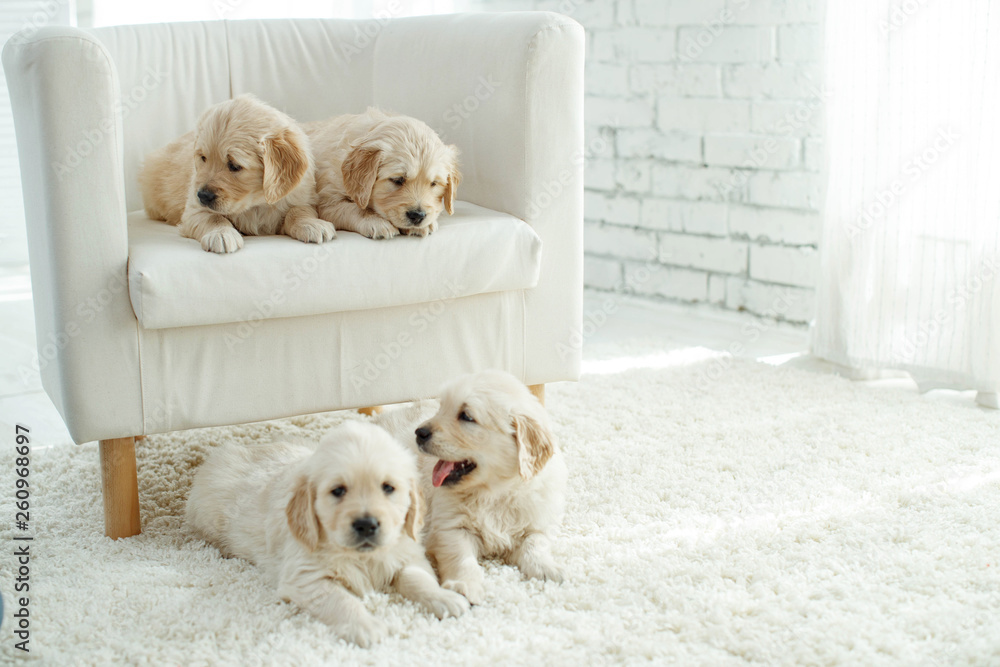Puppies at home on the carpet Puppies at home on the carpet