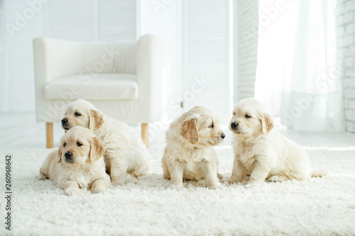 Fototapeta Naklejka Na Ścianę i Meble -  Puppies at home on the carpet 