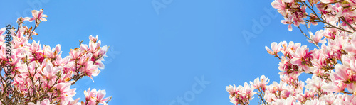 Magnolie vor blauem Himmel im Frühling
