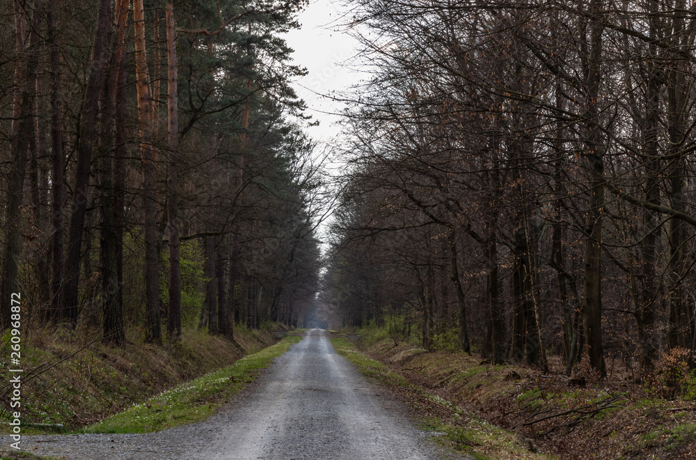 Obraz premium Niepolomice Forest