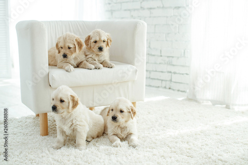 Puppies at home on the carpet 