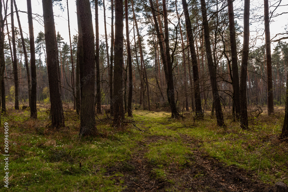 Fototapeta premium Niepolomice Forest