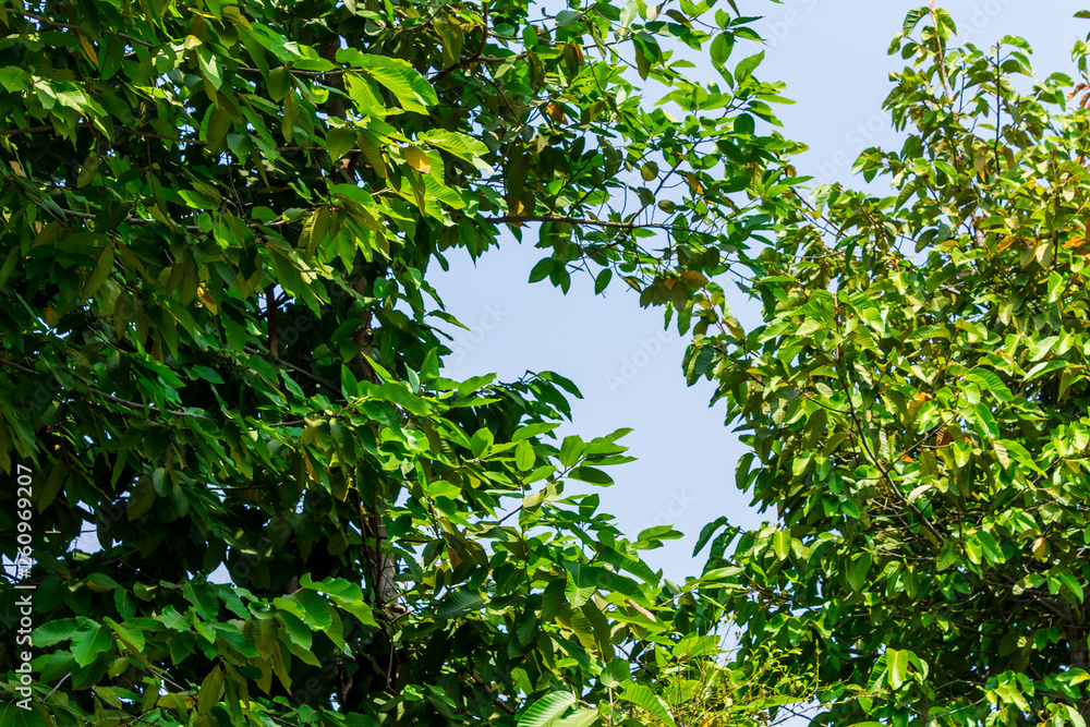 Background of nature Background of nature