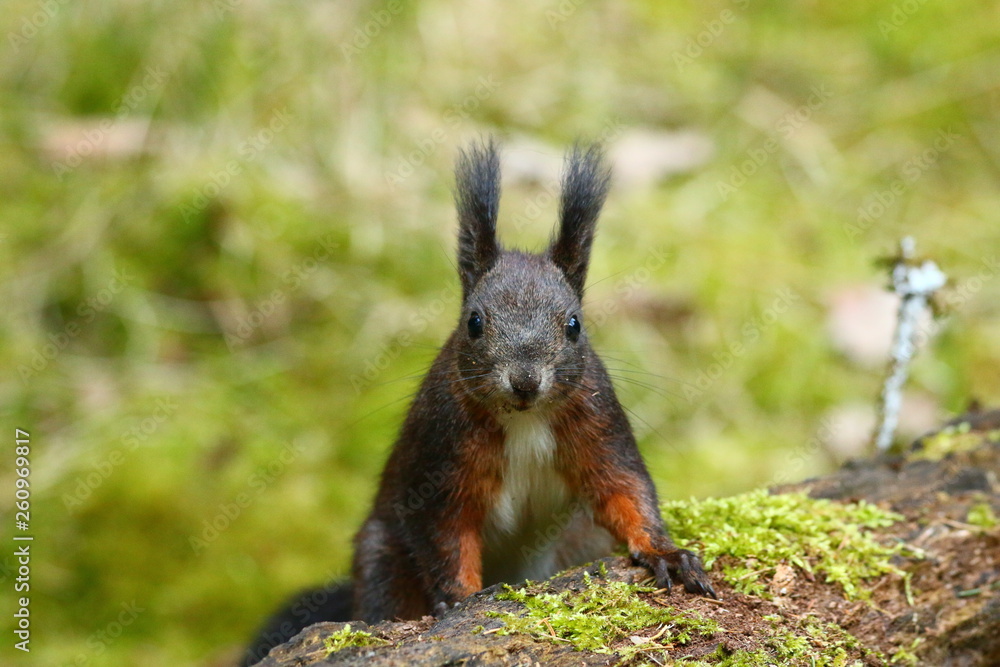 Eichhörnchen Eichhörnchen
