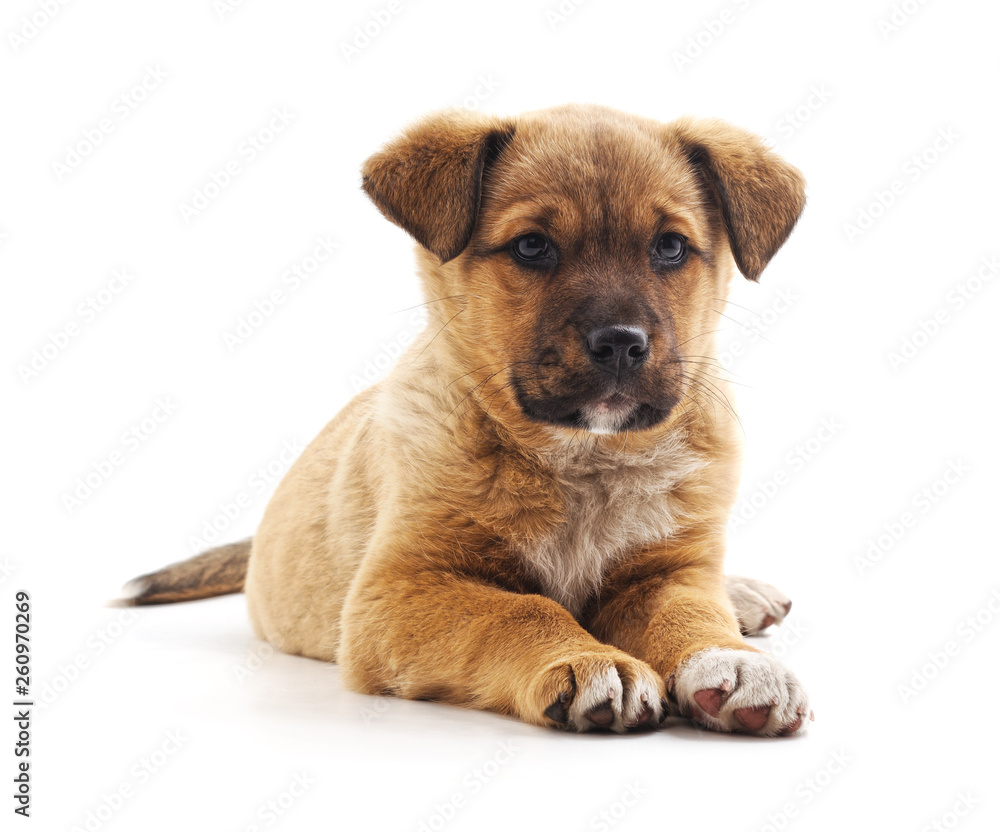 One little puppy. One little puppy.